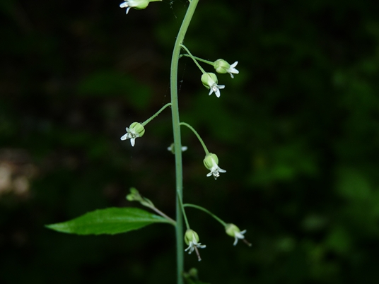 {Boechera canadensis}